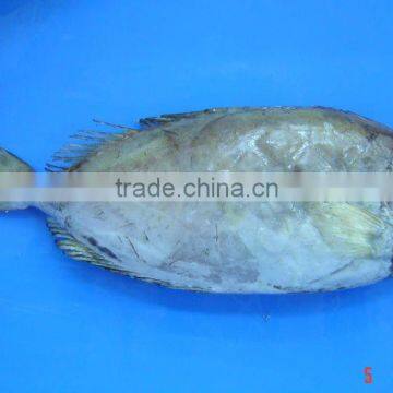 RabbitFish Whole Round