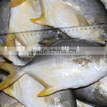 frozen fish gold pomfret