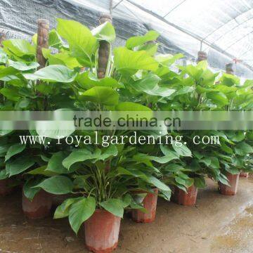 Epipremnum aureum (Pothos,Silver Vine, Money Plant)