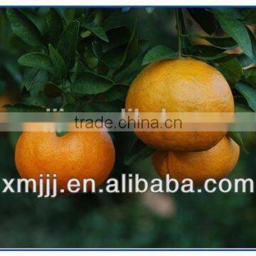 New Harvested Yongchun Fresh Mandarin Orange photo-3