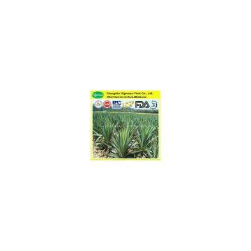 100% Natural Yucca Extract/yucca Extract Powder/yucca P.e. photo-3