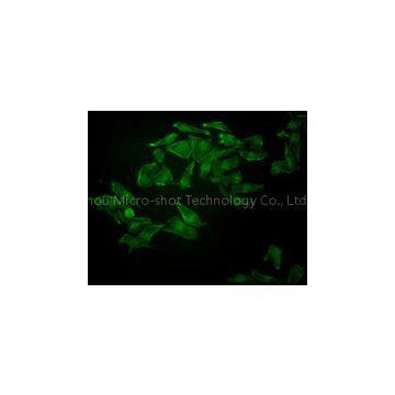 Inverted Fluorescence Microscope MF53 photo-3