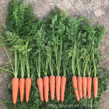 Vegetable Seeds Fresh Carrots Seeds for Sale No.84 photo-4