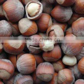 Hazelnut in shell ,Hazelnut kernels ,Organic hazelnut