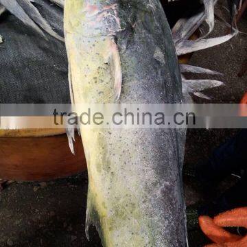 Froze whole round Mahi-mahi fish