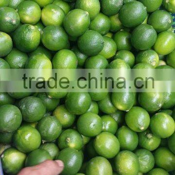 SEEDLESS LIME FROM VIETNAM HIGH QUALITY 2016