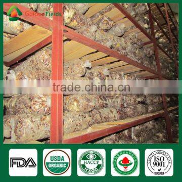 Nutritious Shiitake,White Flower Shiitake Mushroom Planter photo-4