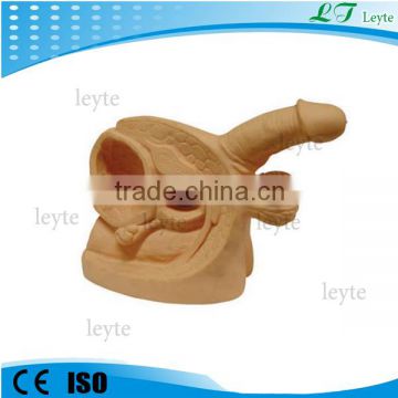 XC-331C Advanced Male Internal and External Genital Organs model