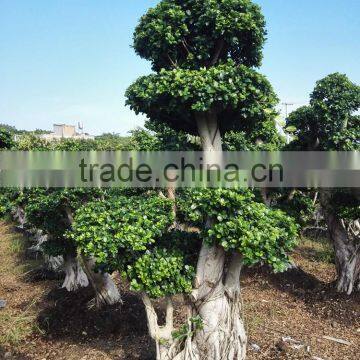 Wholesale indoor plants ficus for garden