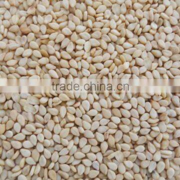 Sesame Seed photo-2