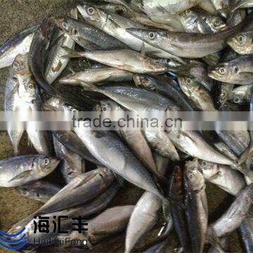 18cm+ Fresh seafood frozen fish horse in stock