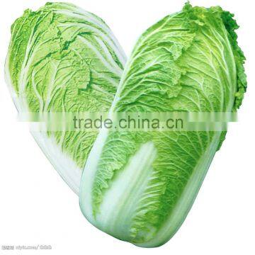 CHINESE FRESH GREEN CABBAGE FLAT TYPE LONG SHAPE photo-4