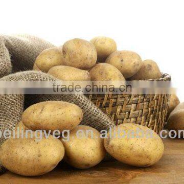 sweet potato exporter from China