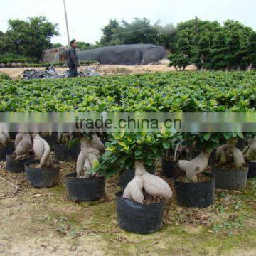 750 Gram Ginseng Ficus Microcarpa