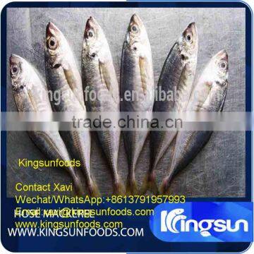 Whole Sale Good Price Frozen Horse Mackerel