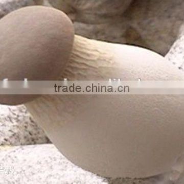 2015 pleurotus eryngii /King oyster mushroom/Eryngii/King trumpet mushroom