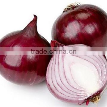 MON02 Huohong rough op chinese onion seeds, red onion seeds for sale