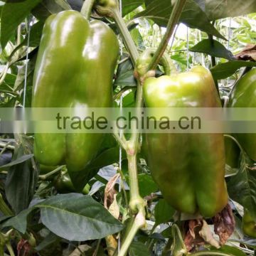 Green lamuyo pepper seeds