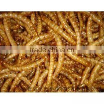 edible insect dried mealworm / crickets / grasshopper