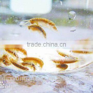2mm Air Dired Shrimps For Pet Food ; Red Dried Shrimps photo-2