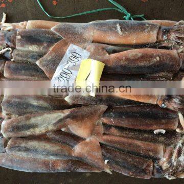 Argentina Squid / Frozen Squid / Frozen Illex Squid