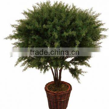 Foliage Plants Bonsai From Guangzhou Factory photo-3