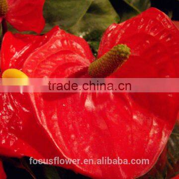 Stem Part Fresh cut anthurium fresh cut flower anthurium wholesale fresh flowers to the elders