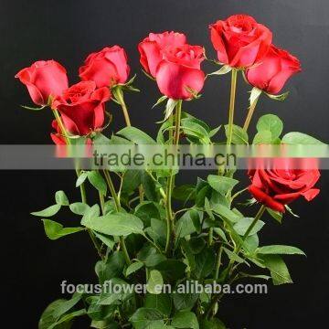 Cheap Wholesale Flowers Roses For Christmas Decoration From Kunming Supplier photo-4