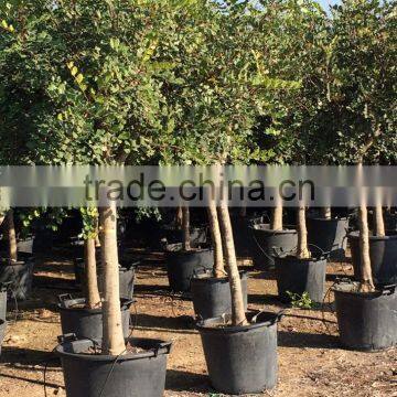 CERATONIA SILIQUA "Carob Tree" photo-3