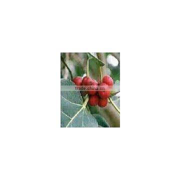 Ficus Racemosa Extract photo-2