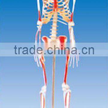 85cm human skeleton model with colored muscle