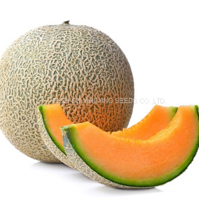 Cantaloupe Chinese Musk Round Shape Melon Seeds for Sale