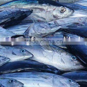 sell fresh frozen skipjack tuna fish 1.8kg up