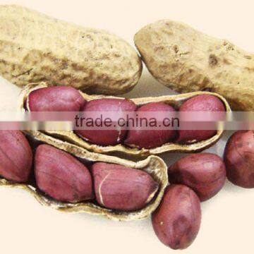 GROUND NUT FROM SITCO INDIA photo-2