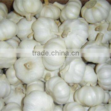 chinese black garlic