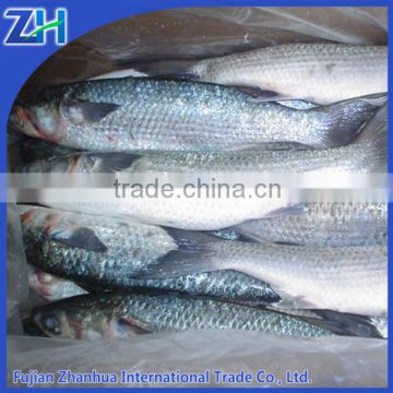 frozen grey mullet fish for sale without roe