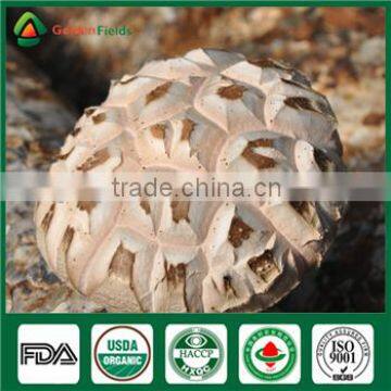 Fresh Dry Wholesale Edibal Mushroom Cultivation China Supplier Shiitake Mushroom Growing Kit