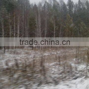 Bed Slats LVL Pine or Birch Wood Logs Hardwood photo-3