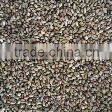 Cassia Tea/Cassia Tora Seed/Semen Cassiae Seeds/Cassia Tora Seeds From India - CTS photo-2