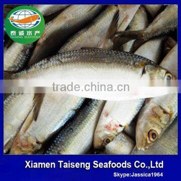 Fishing nets pacific sardines bait on sale