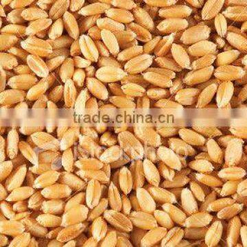 Indian Wheat (Whole grains)