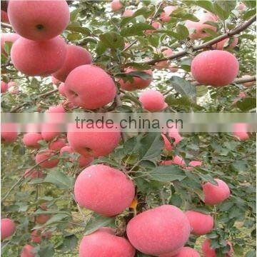 Yantai fresh fruit red fuji apple supplier