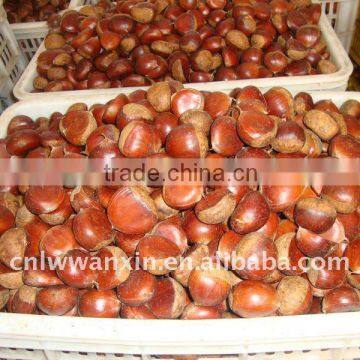 fresh chestnut 40-60