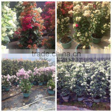 Small Medium Big Size Multicolor Blooming Bougainvillea Spectabilis Willd of Decorative Ornamental Outdoor Indoor Bonsai Plants