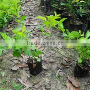 Landscape natural plant Duranta repens cv.Dwarf Yellow