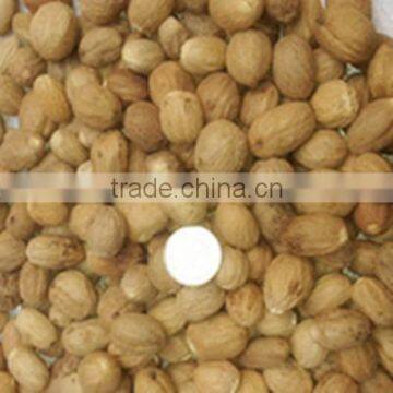 Whole Sale Big Round Low Price Nutmeg