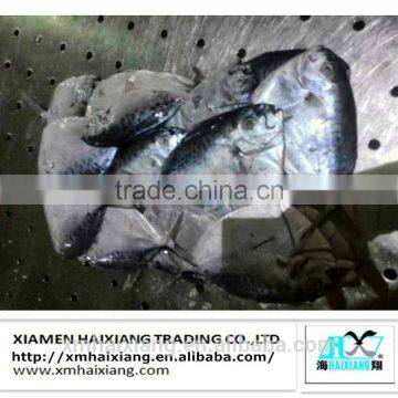 Frozen moonfish Mene maculata from china