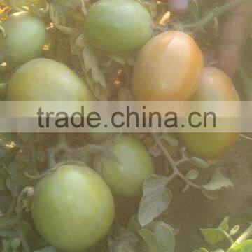 HERO 110 Hybrid Tomato Seeds