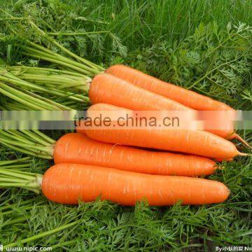 Red/Orange Carrot Seed Red Ginseng photo-3