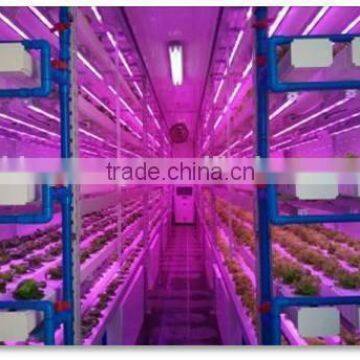 Vegetable Factory Greenhouses photo-3